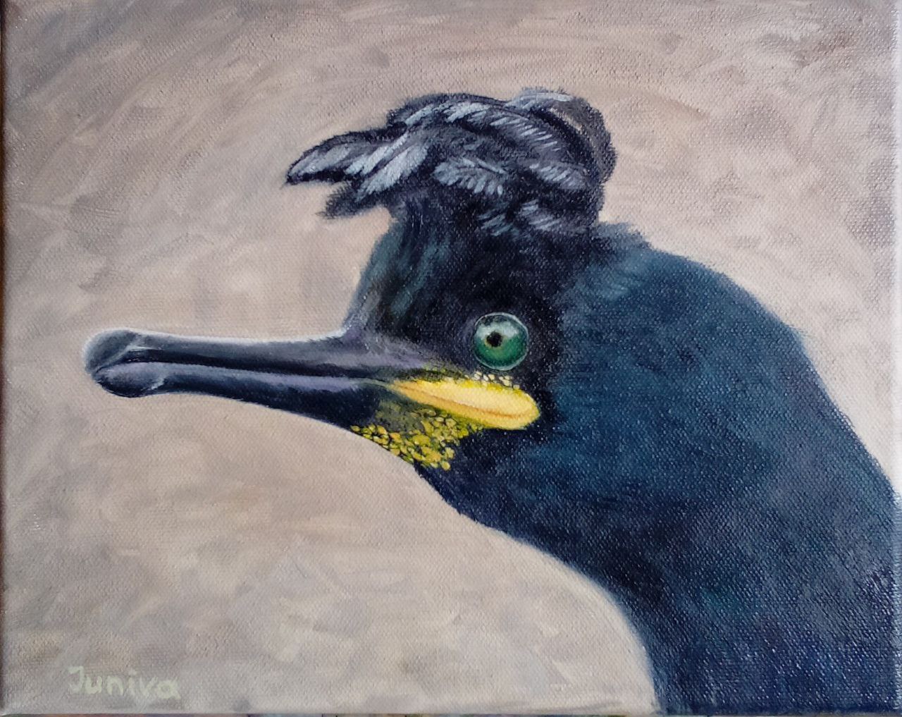 The shag, a bird