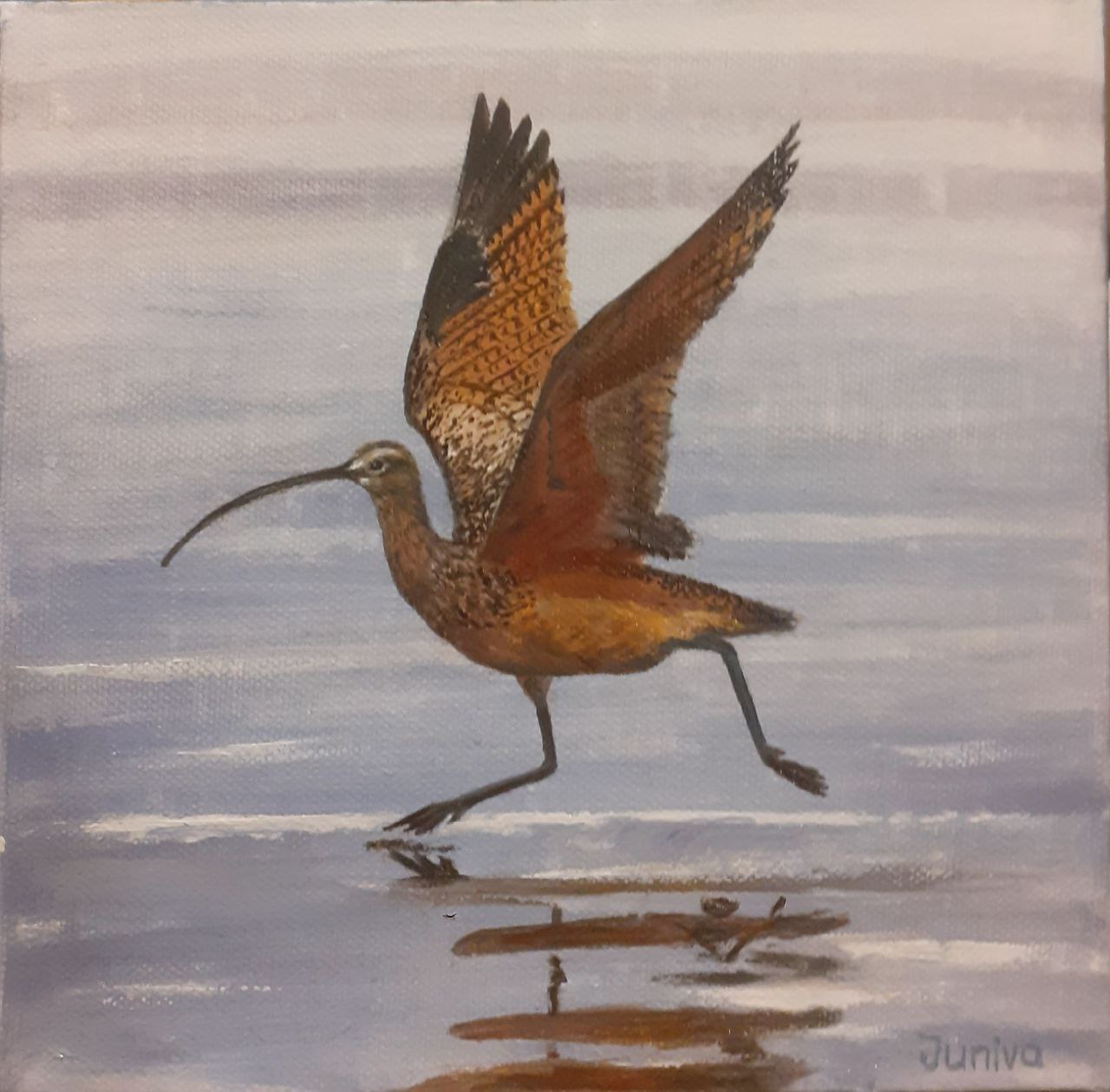 The Curlew