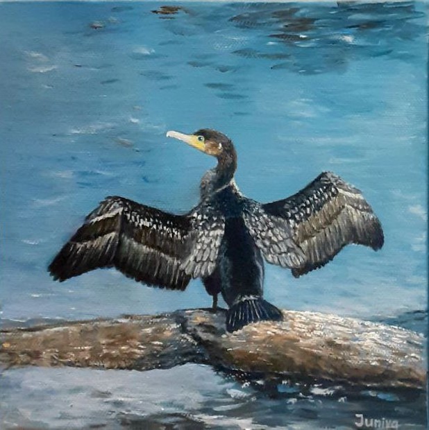 The Cormorant drying its wings