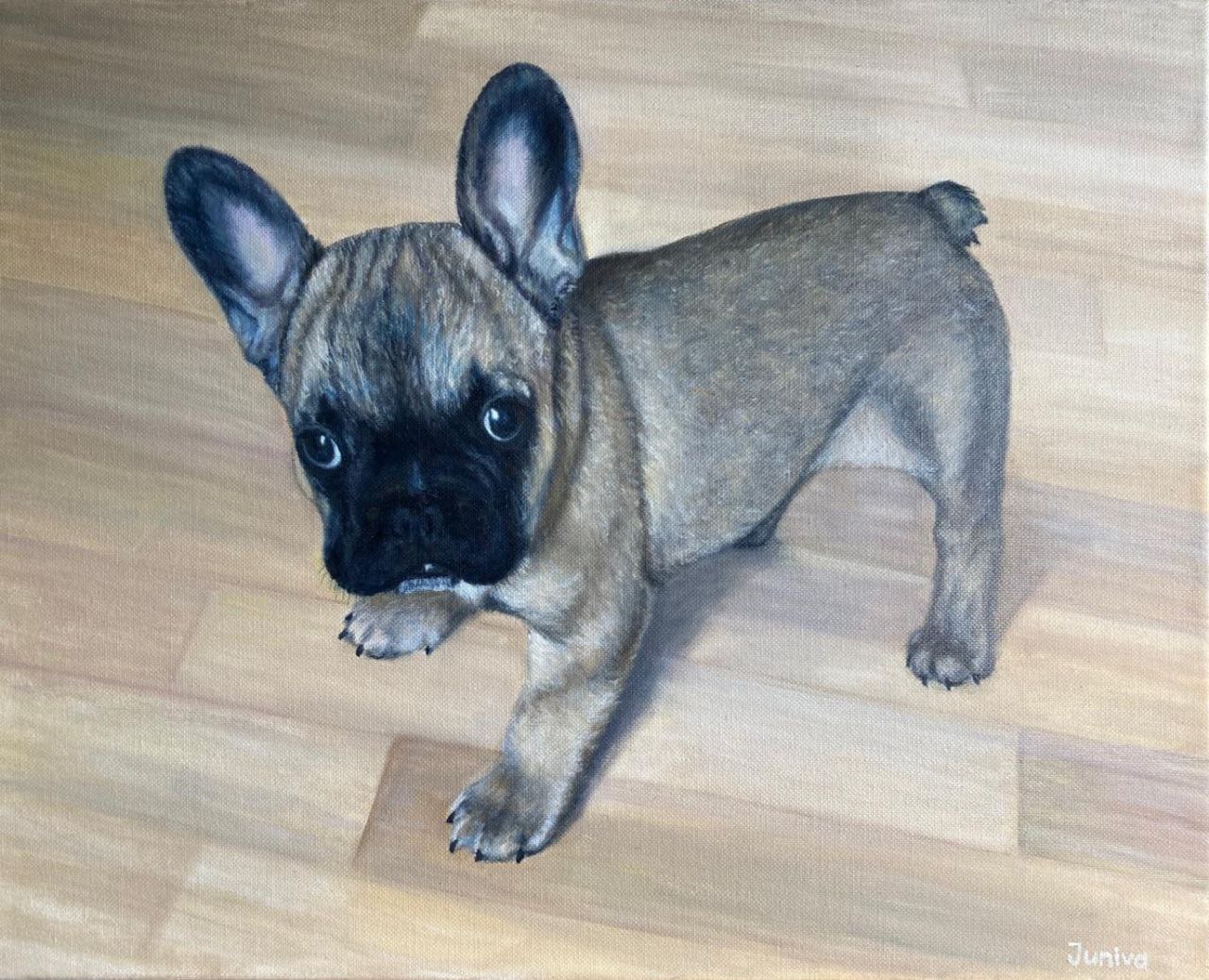 The puppy of a French bulldog