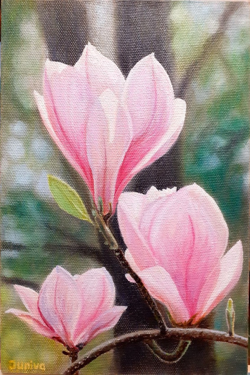 Three pink magnolia flowers on the tree